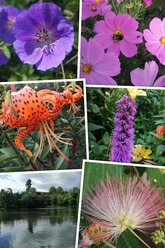 Flowers - South Island